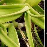 Aloe yemenica (Saafan, Yemen) large plants